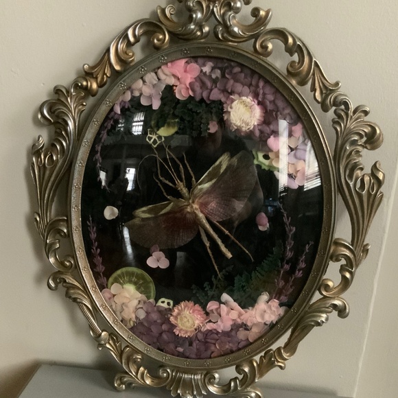 Large antique frame with real walking stick insect - Picture 3 of 3